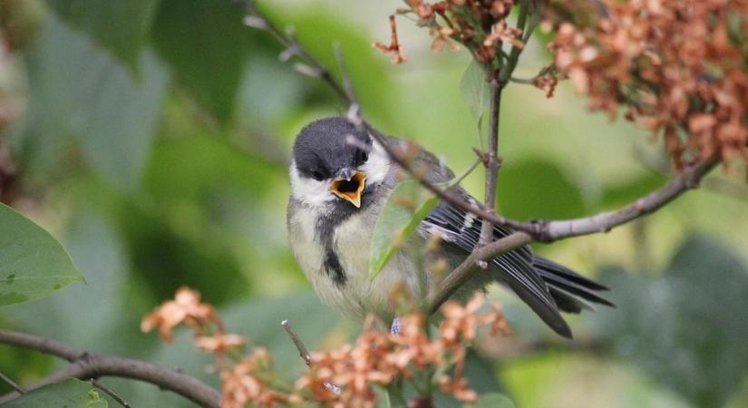 Amikor a fiókák a nagytestvértől lesnek el mindent – és mit tanulhat ebből egy hobbiállat-tartó?