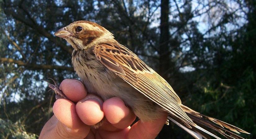 Elképesztő, hogy hol fogták be a Baranyában gyűrűzött énekes madarat