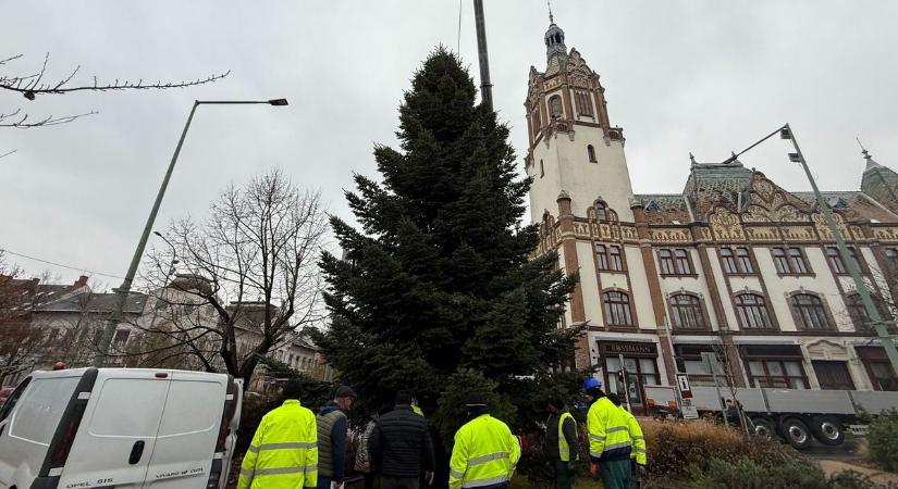 Soha nem látott óriás karácsonyfa emelkedett a főtéren, már most mindenki ünnepi lázban ég – fotók