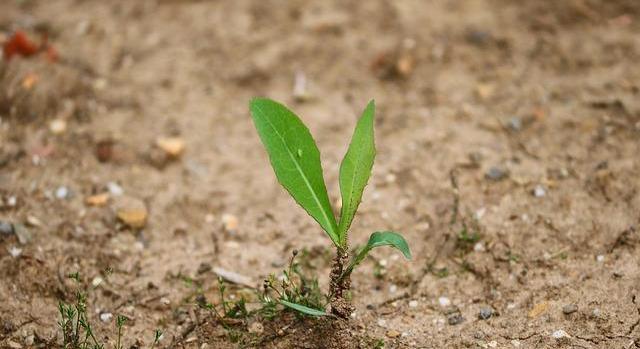 Kiszáradó ország, elmaradó válaszok – a mezőgazdaság, a klímaváltozás egyik legnagyobb hazai elszenvedője