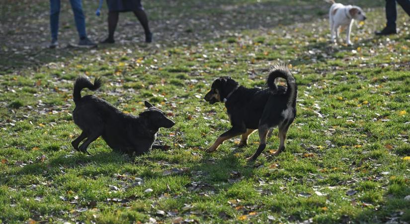 LED-es nyakörvek és pórázok is megbuktak: húsz állatfelszerelést vizsgált a fogyasztóvédelem, egyik sem volt rendben
