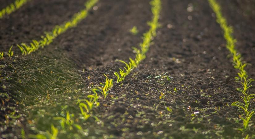 Megérdemli a törődést, jövőre meghálálja: te eleget foglalkozol vele?