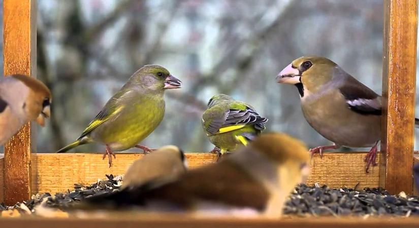 Téli madáretetés: így segíthetünk igazán tollas barátainknak!