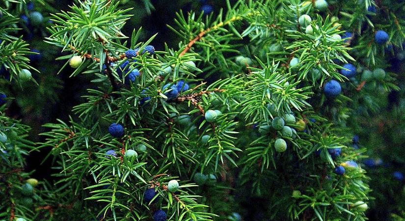 A kert, ami lenyűgözi a vendégeket: adventi koszorú saját alapanyagból!