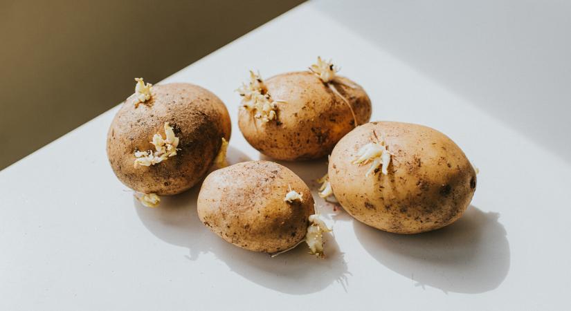 Tényleg veszélyes a kicsírázott krumpli? Szakértők elárulták, így is megeheted-e