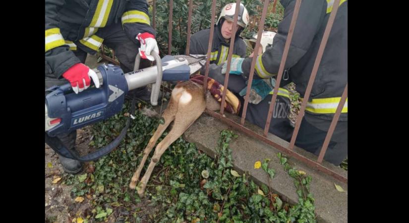 Mesébe illő akció: kerítésbe szorult a szerencsétlen őz - így mentették ki a tűzoltók  Videó
