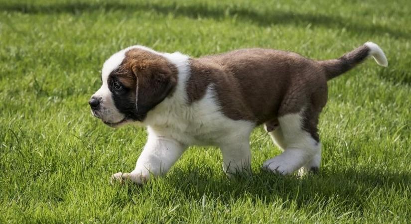 Halálos veszélyben a hazai kedvencek: az összes bevizsgált állatfelszerelés megbukott a fogyasztóvédelmi teszteken