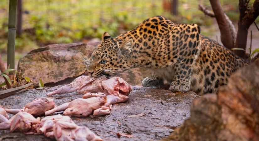 Ilyen gyönyörű a debreceni állatkert születésnapos leopárdja