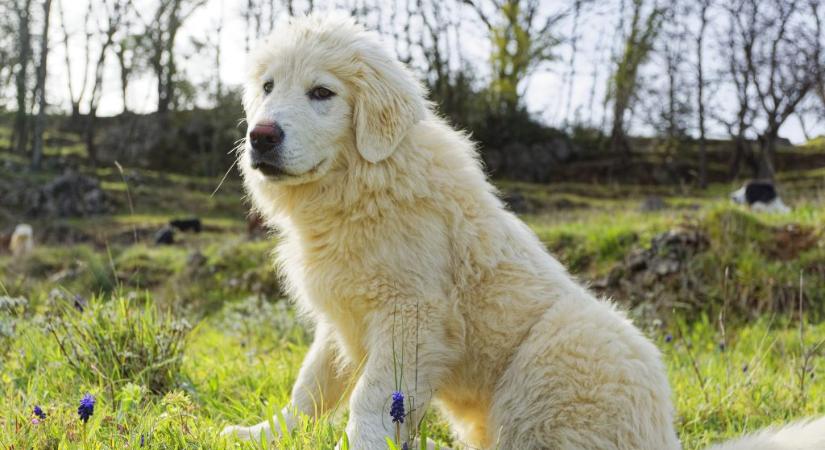 Felvette egy ház biztonsági kamerája, hogy a szomszéd patkánymérges ételeket dob a kutyáknak
