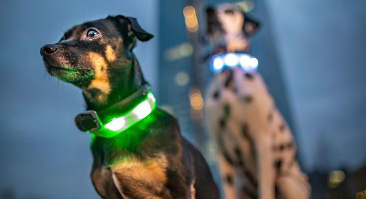 Fogyasztóvédelem: az összes vizsgált állatfelszerelési eszköz megbukott