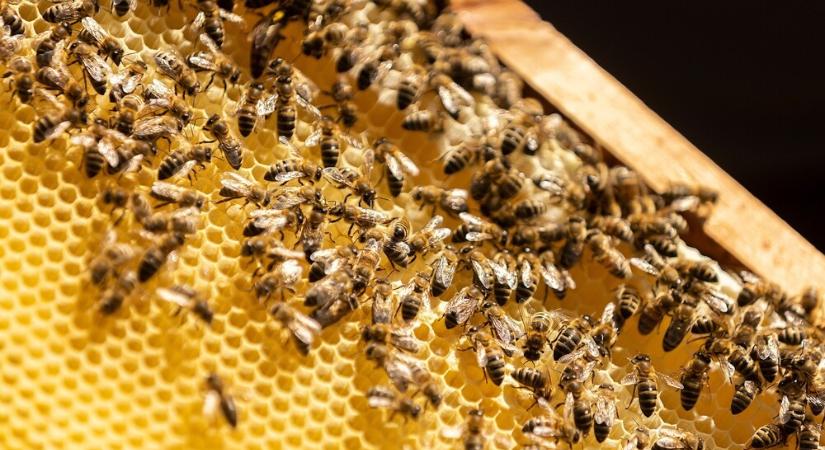 „Természetes botox” a méhek mérgében?