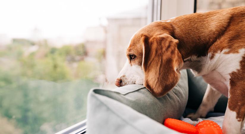 Ilyen nincs: az összes bevizsgált eszköz megbukott egy laboratóriumi vizsgálaton