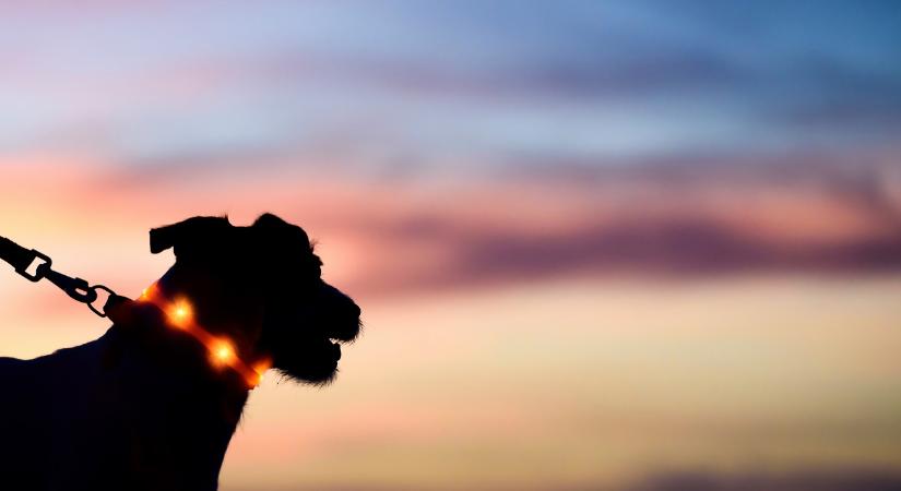 Felrobbanhatnak, áramütést okozhatnak – és ezeket vette a gazdik többsége!