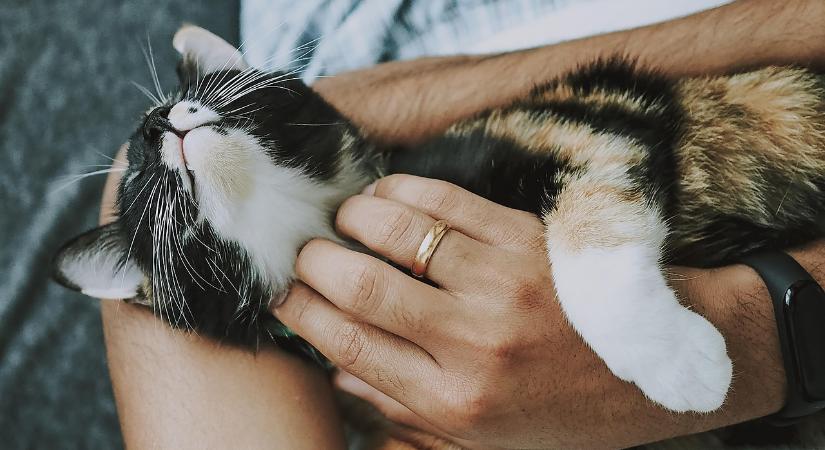 Véget ért a legnagyobb állatvédelmi összefogás Magyarországon