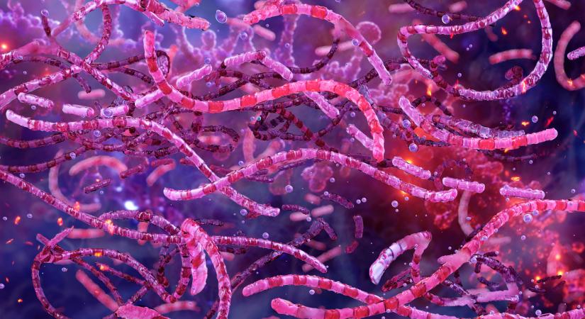 Reménykeltő kutatás látott napvilágot: közel lehet a megoldás az orvostudomány egyik nagy problémájára