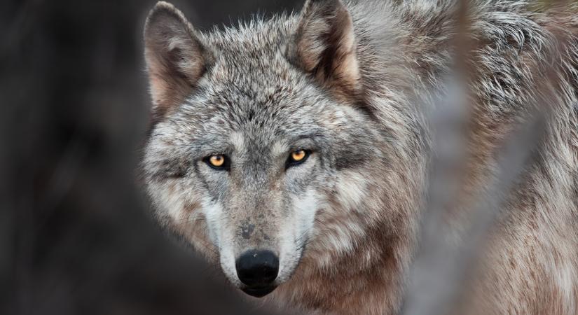 Először készült felvétel arról, hogy egy farkas eszközöket használhatott