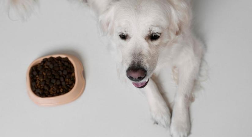 Az összes bevizsgált állatfelszerelési eszköz megbukott az NKFH laboratóriumi vizsgálatán