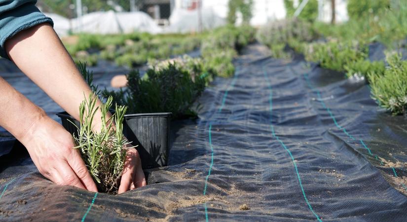 Hasznos, de nem hibátlan: szeressük-e az agroszövetet?