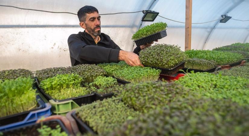 Sokk a konyhában: kiderült, hogy a csírák komoly veszélyt jelenthetnek!