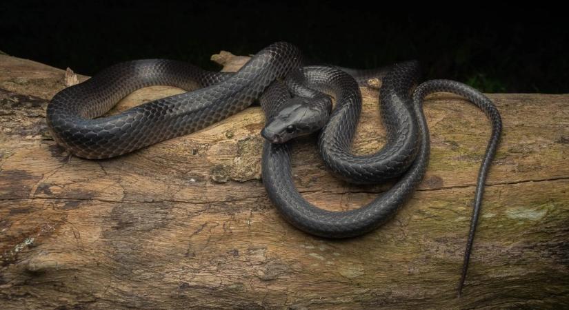 Ismeretlen farkaskígyót találtak egy szigeten