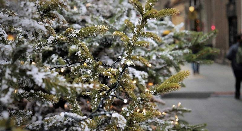 Aprópénzért árulja a karácsonyfát az állami erdészet – Kérdés, hogy ki jut hozzá