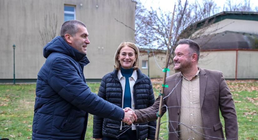 Bordó levelű nyírfa jelképezi a közösség erejét Nagymányokon (képgalériával)