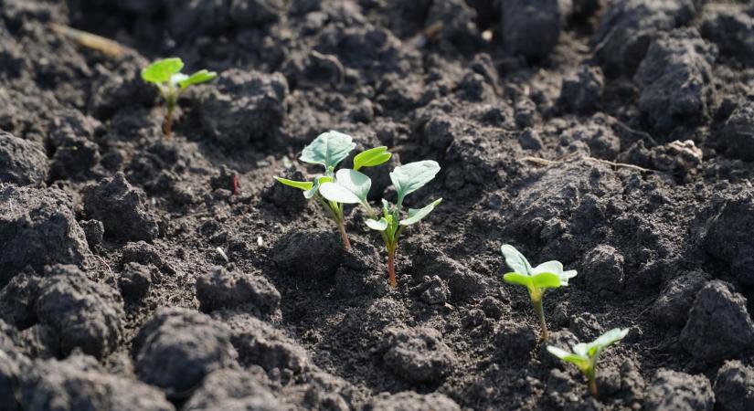 Sürgősen sok csapadékra lenne szükség, hogy fejlődhessenek az őszi vetések