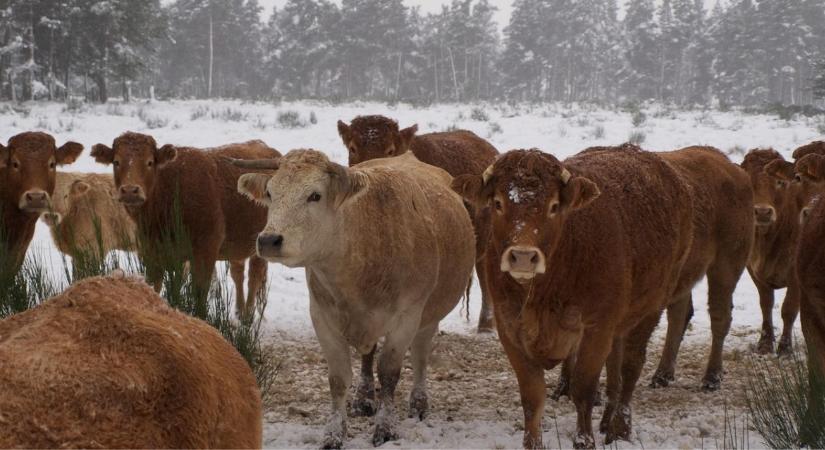 Szarvasmarha téli takarmány stratégia – rost, energia, ásványi anyag