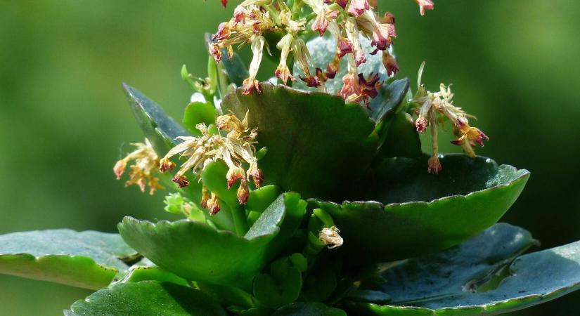 Ne dobja ki: így virágzik újra a korallvirág!