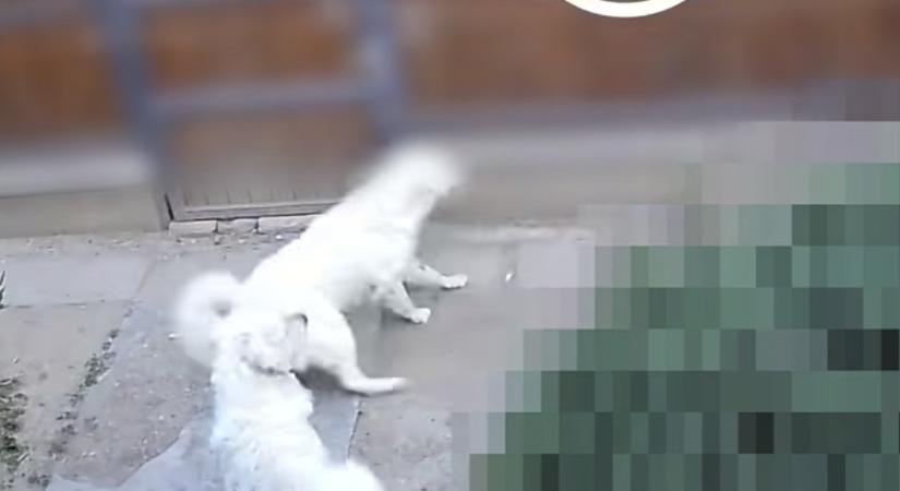 Mérgezett étellel próbálta megölni a szomszéd kutyáit egy szentesi férfi