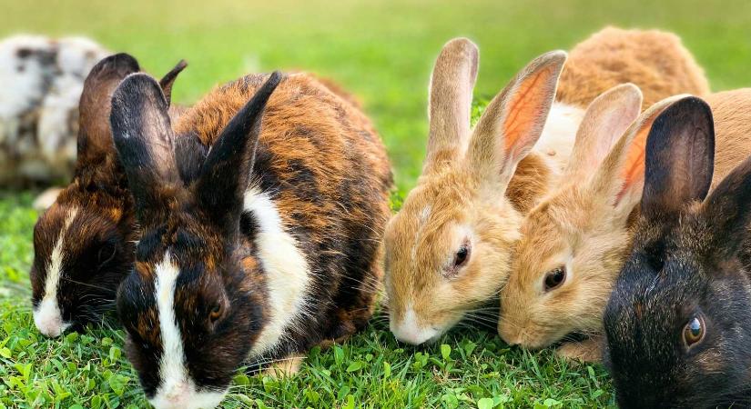 Ismét terjed a nyúlpestis – Oltással megelőzhető