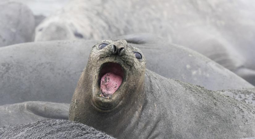 Elérte Ausztrália legdélibb szigeteit a déli-sarkvidék elefántfókáinak felét kipusztító madárinfluenzia-járvány