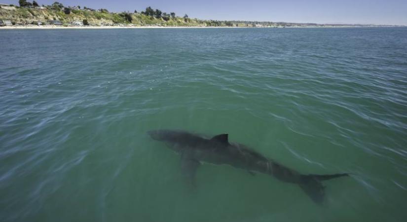 Cápatámadásban meghalt egy fiatal nő Ausztráliában – Társa egy járókelőnek köszönheti az életét