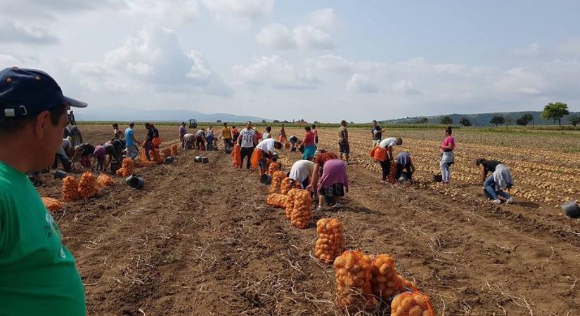 Gyenge termés, drága termelés: 20 százalékkal kevesebb krumpli termett Háromszéken