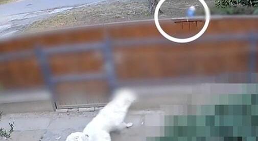 A biztonsági kamera rögzítette, hogy mérgezett ételt dobott szomszédja kutyáinak egy férfi Szentesen