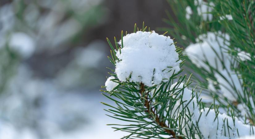 Holnapi tervek? Nézd meg Szeged időjárását — zápor, kabát, esernyő!