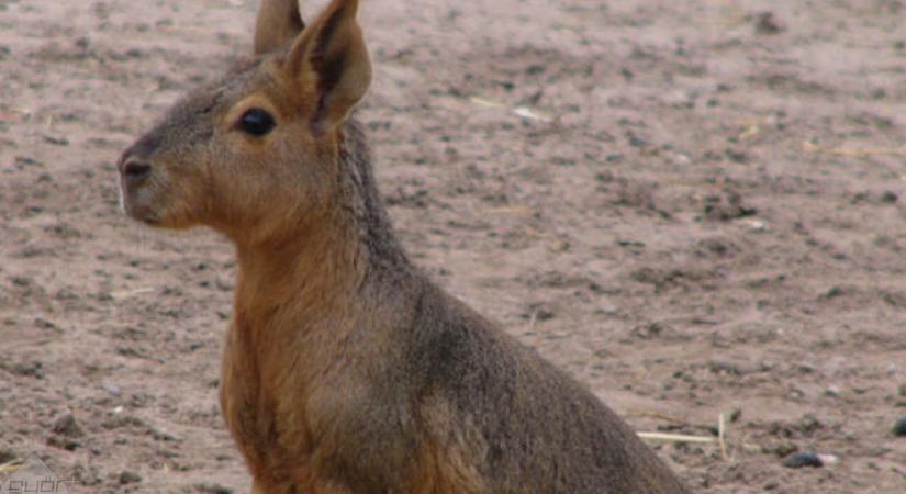 Egy horvát család lett a budapesti állatkert egymilliomodik látogatója