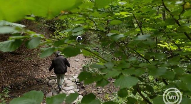 Erdőgazdálkodási mintaprojekt kezdődött a Pilisi Parkerdőben