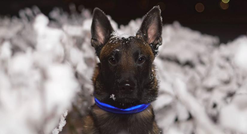 LED-es nyakörv, póráz: az összes bevizsgált állatfelszerelési eszköz megbukott a laboratóriumi vizsgálaton