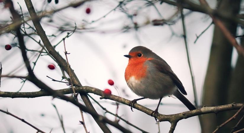 A legszebb téli madármegfigyelő pontok itthon
