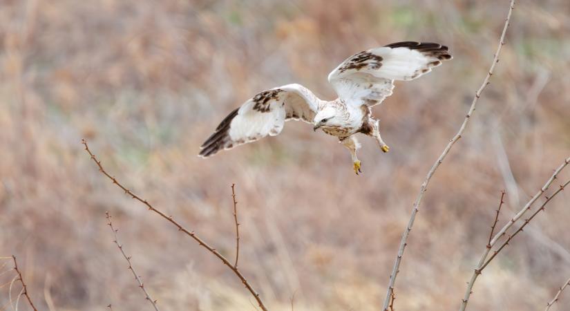 Vicces nevű madarak lepték el az Alföld titkos rétjét: ezt lehet tudni az éles karmú ragadozókról  Fotó