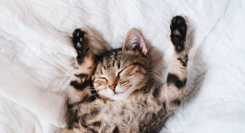 Minden macskatulajdonosnak tudnia kell: kötelező lesz a chipezés