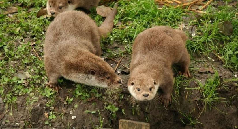 Élelmezési vészhelyzet Somogyban, nyilvánosan kért segítséget a menhely vezetője