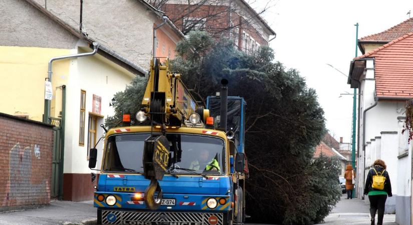 Nem lett tűzifa: megható történet húzódik Cegléd idei karácsonyfája mögött