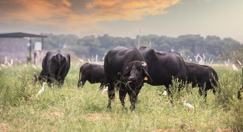 Ezek most a legnépszerűbb húsfajták