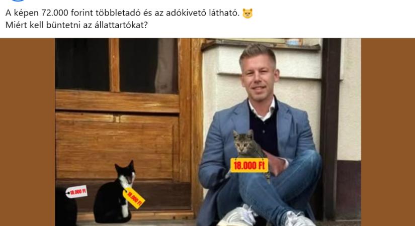 Emelte a tétet a Fidesz a kampányban: a világháború után macskaadót hozna a Tisza-kormány