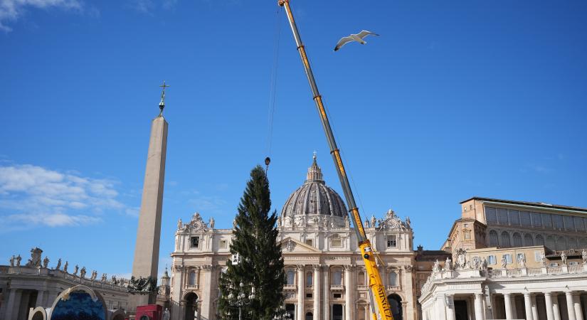 A Vatikán a karácsonyi ünnepekre készül – felállították a 27 méter magas fát a Szent Péter téren