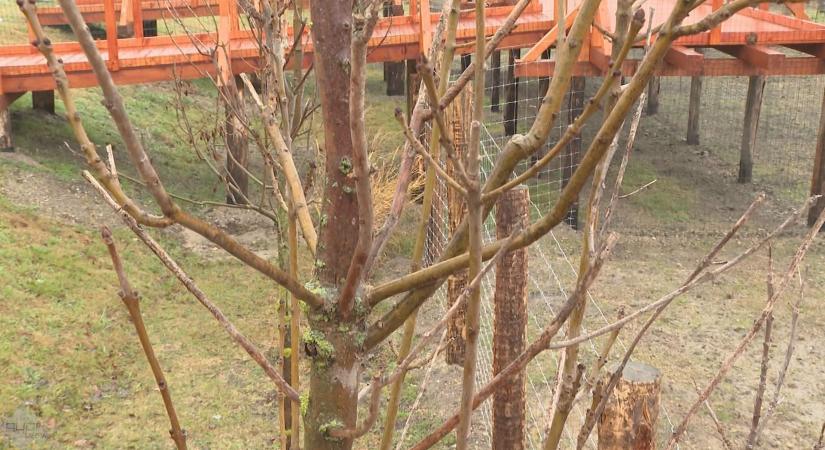 Az Árkád fái az állatkert új ékei