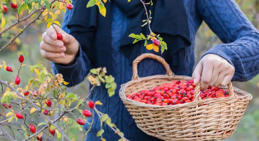 Novemberi vitaminbomba: a három legjobb gyógyító termés