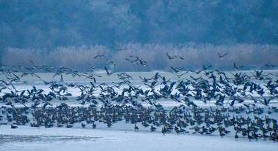 A tundrák üzenete – Vadlúd Sokadalom Tatán